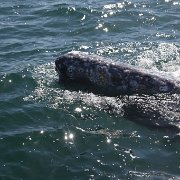 IMG 0001 2 (325)